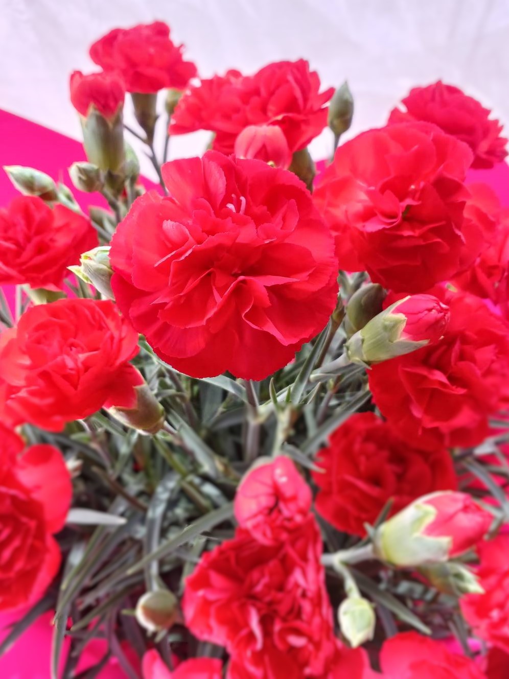 【販売停止】【送料込み価格】①母の日カーネーション鉢 (A-赤 B-ピンク)