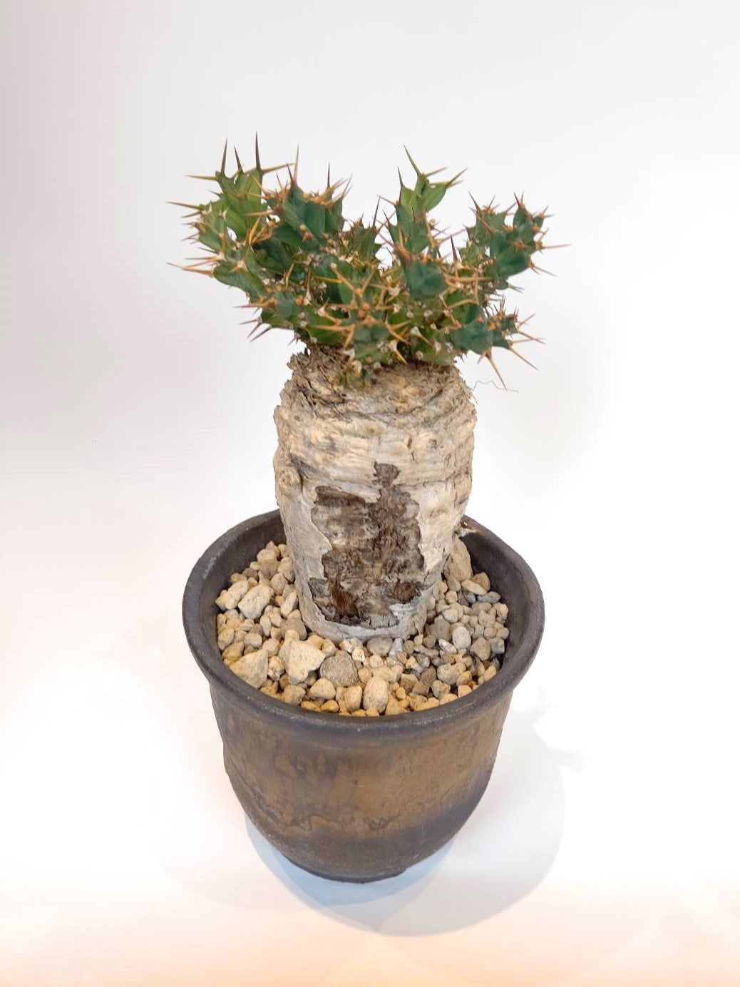 【C-003】Euphorbia clavigera(ユーフォルビア クラビゲラ)