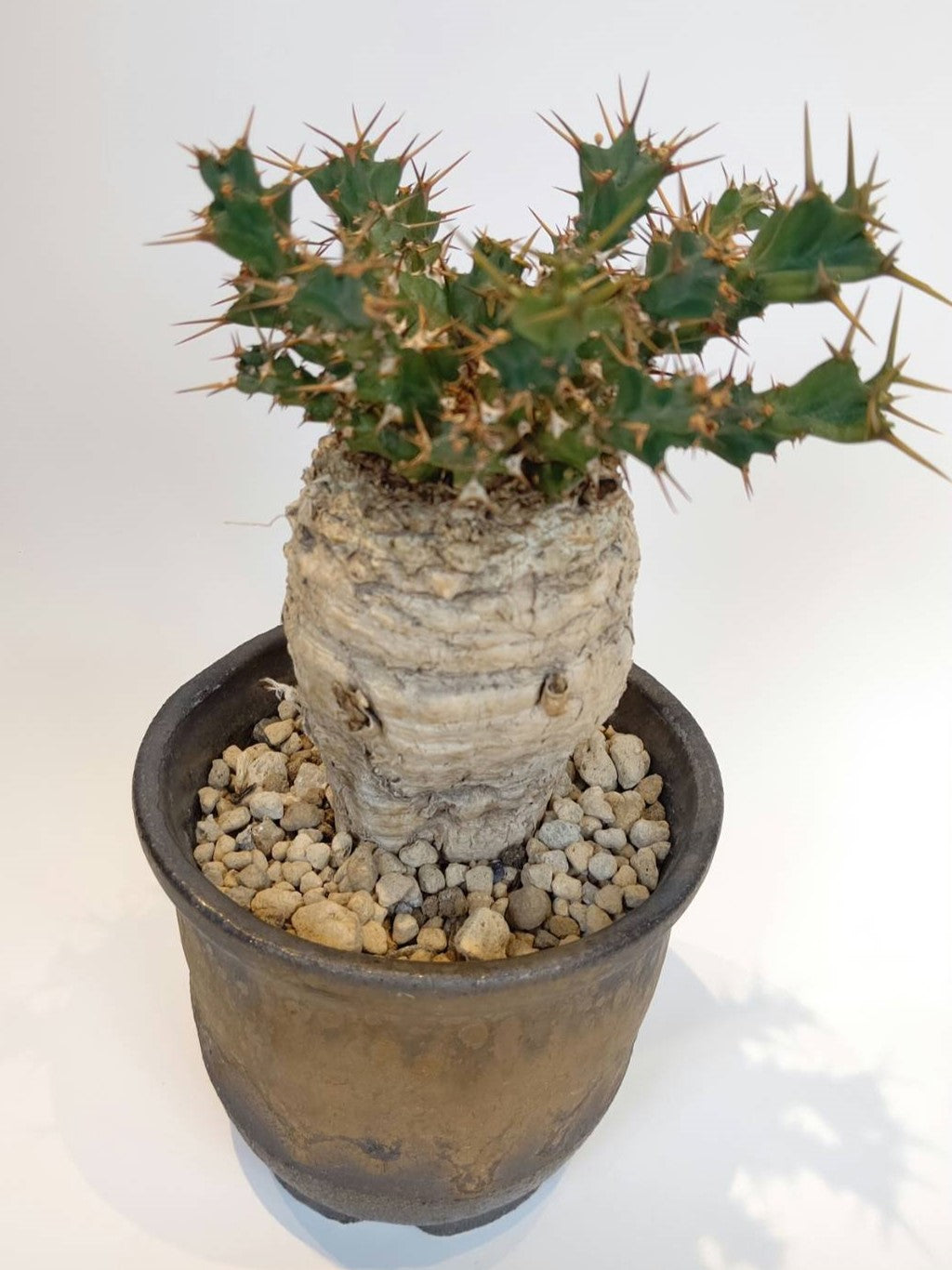 【C-003】Euphorbia clavigera(ユーフォルビア クラビゲラ)