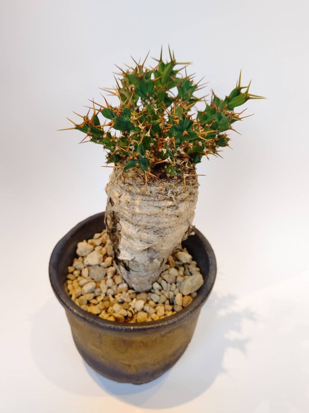 【C-003】Euphorbia clavigera(ユーフォルビア クラビゲラ)