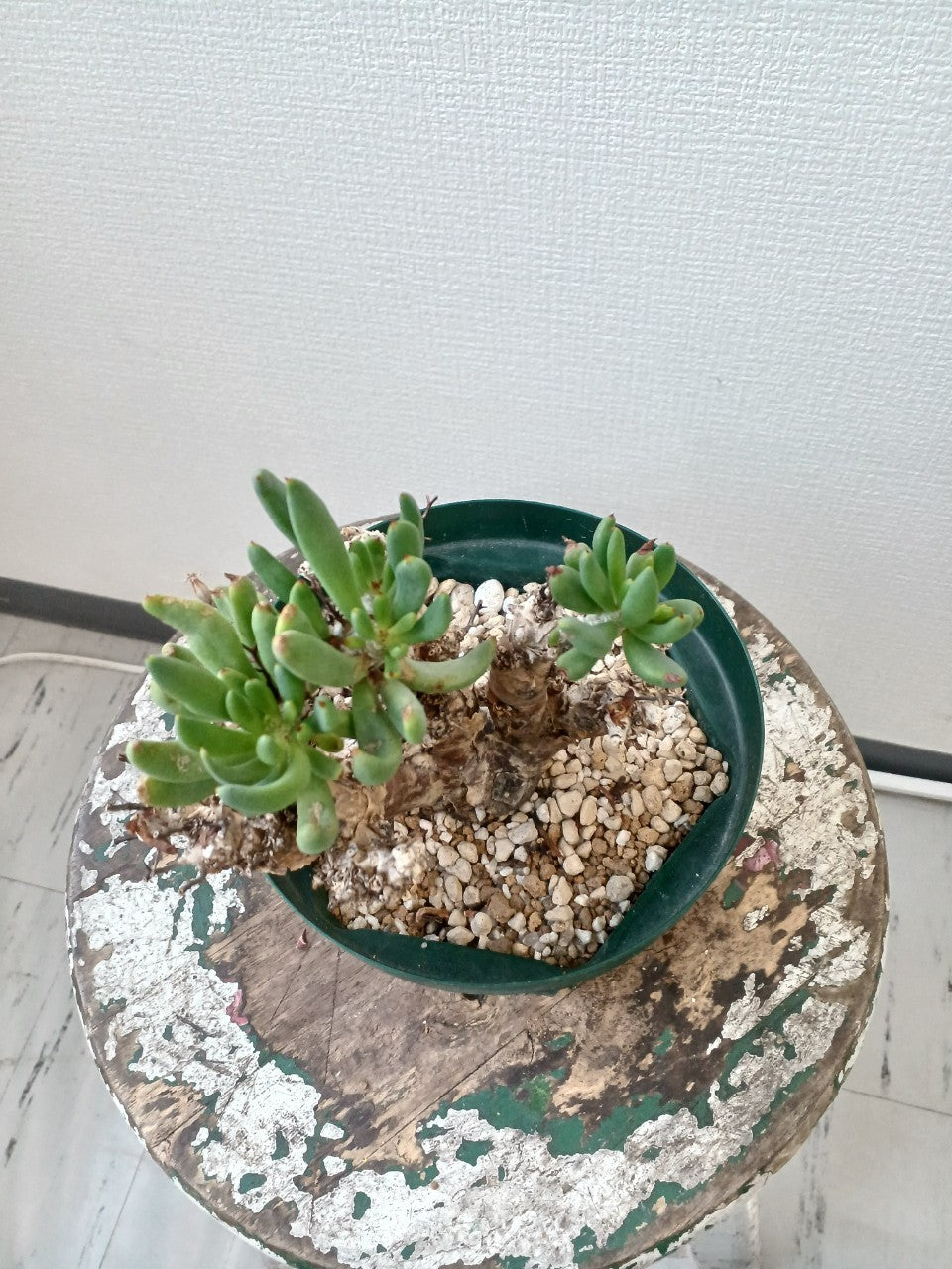 【C-008】Tylecodon(チレコドン)万物想