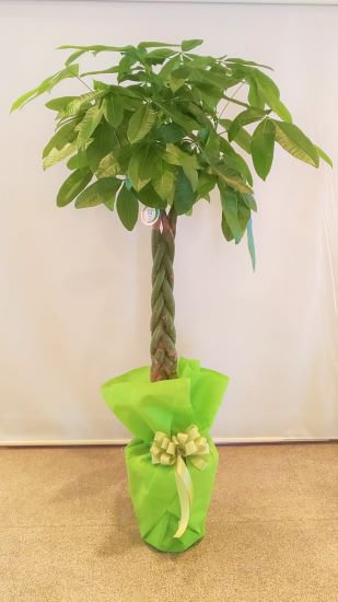 パキラ(10寸)(福岡市内配送限定!)【K-002】