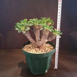 【C-004】Euphorbia guillauminiana(ユーフォルビア ギラウミニアーナ)