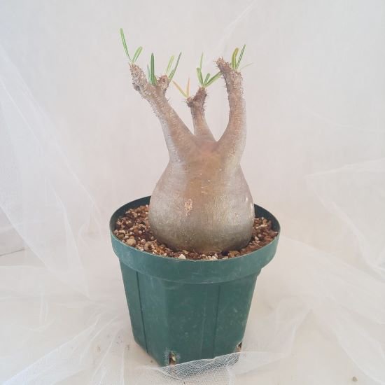 【C-006】Pachypodium gracillius(パキポディウム グラキリス)
