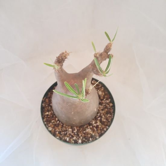【C-006】Pachypodium gracillius(パキポディウム グラキリス)