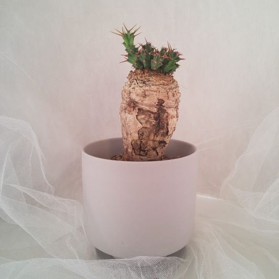 Euphorbia clavigera(ユーフォルビア クラビゲラ)【C-003】