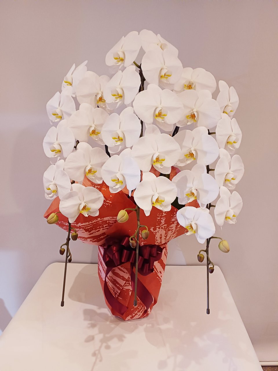 【O-006】胡蝶蘭3本立(33輪~36輪)