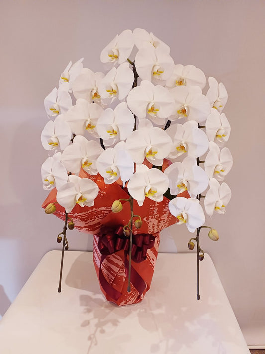 【O-006】胡蝶蘭3本立(33輪~36輪)