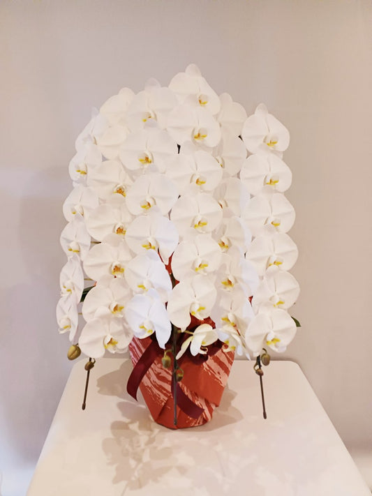 【O-007】胡蝶蘭3本立(42輪~45輪)