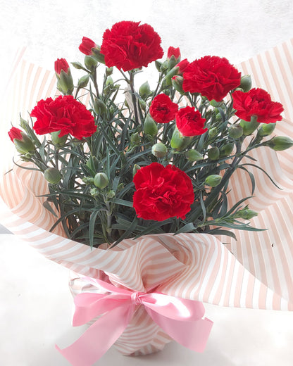 母の日カーネーション鉢植え (赤・ピンク選べる2色)【早割・送料込み価格】