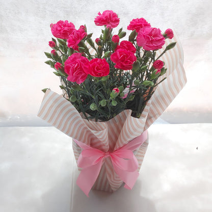 母の日カーネーション鉢植え (赤・ピンク選べる2色)【早割・送料込み価格】