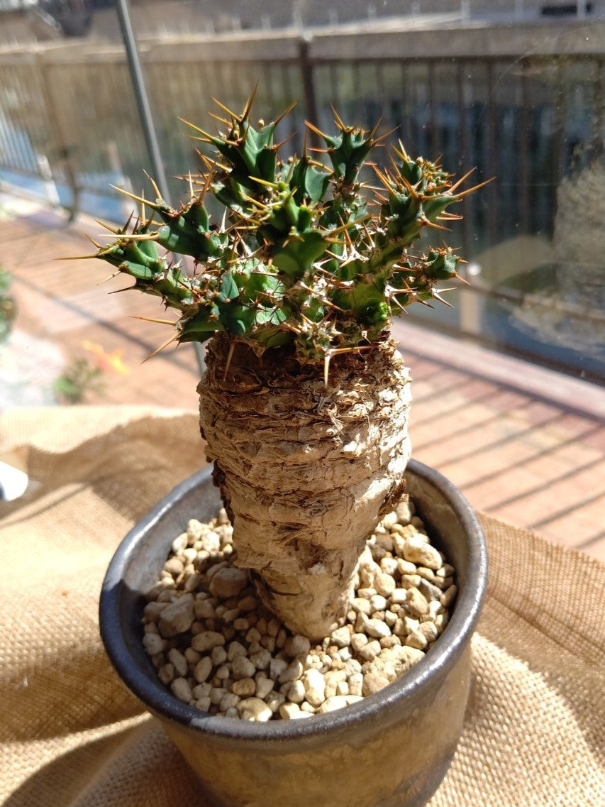【C-003】Euphorbia clavigera（ユーフォルビア クラビゲラ）