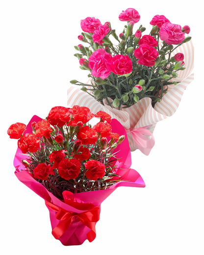 母の日カーネーション鉢植え (赤・ピンク選べる2色)【早割・送料込み価格】