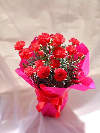 母の日カーネーション鉢植え (赤・ピンク選べる2色)【早割・送料込み価格】