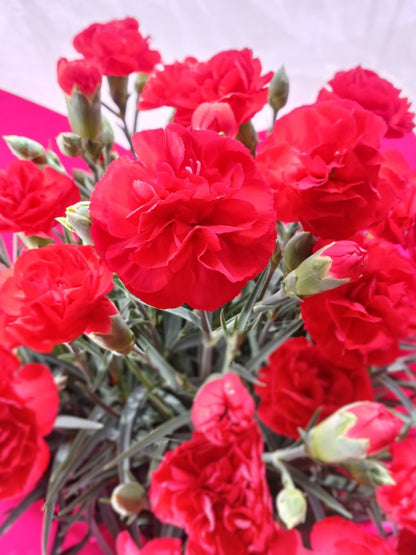 母の日カーネーション鉢植え (赤・ピンク選べる2色)【早割・送料込み価格】