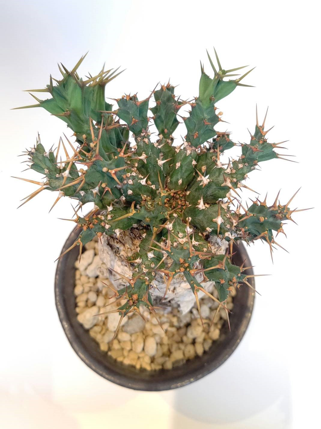【C-003】Euphorbia clavigera（ユーフォルビア クラビゲラ）