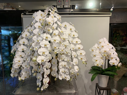 【O-008】胡蝶蘭15本立ち（福岡市内配送限定）