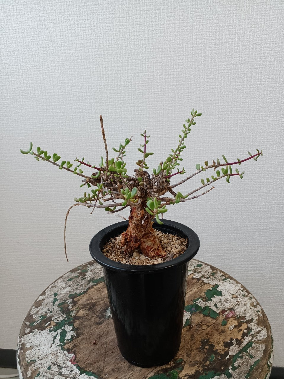 Ceraria fruticosa（ケラリア フルチコーサ）【C-009】