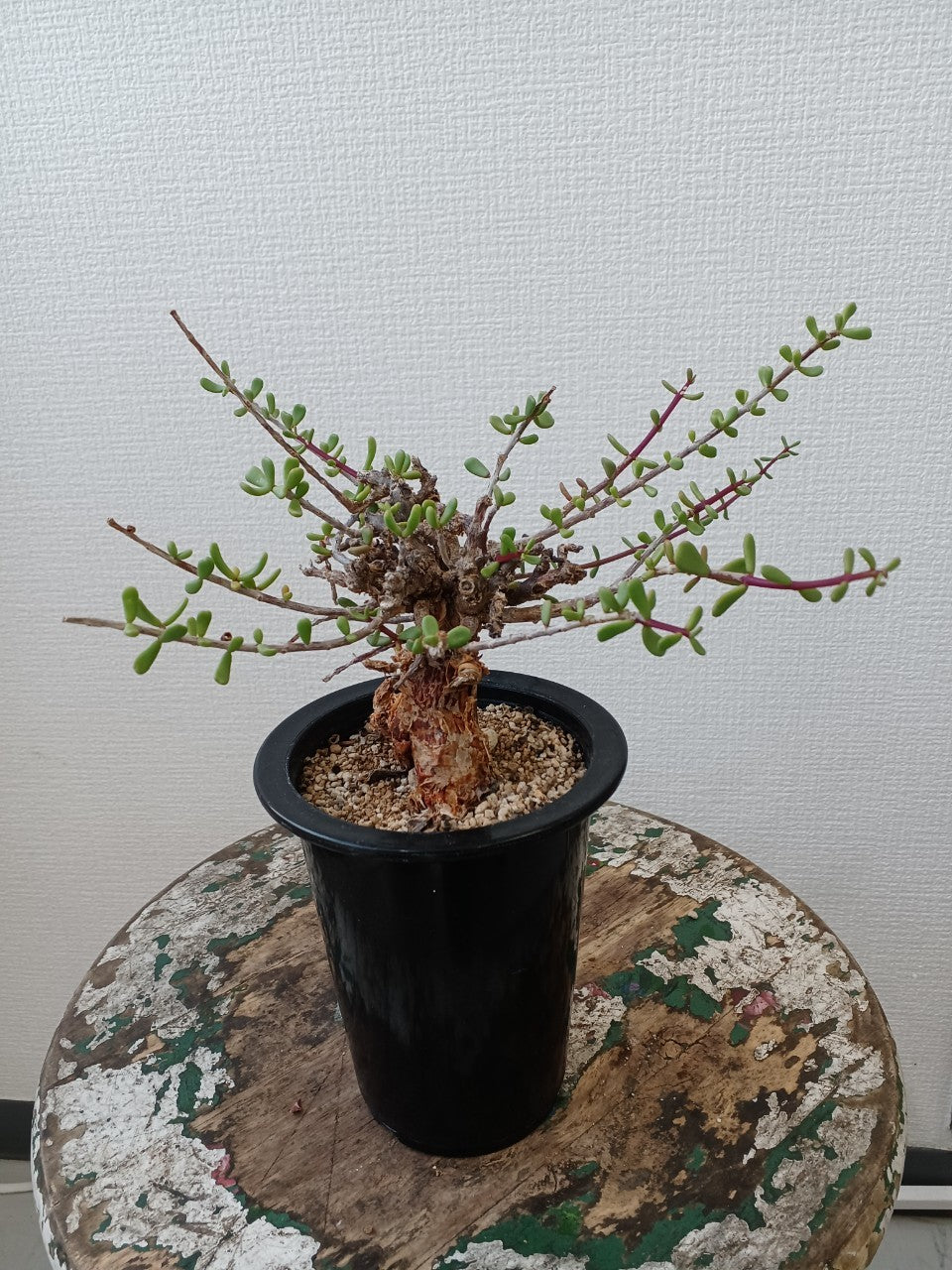 Ceraria fruticosa（ケラリア フルチコーサ）【C-009】