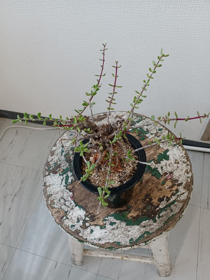 【C-009】Ceraria fruticosa（ケラリア フルチコーサ）