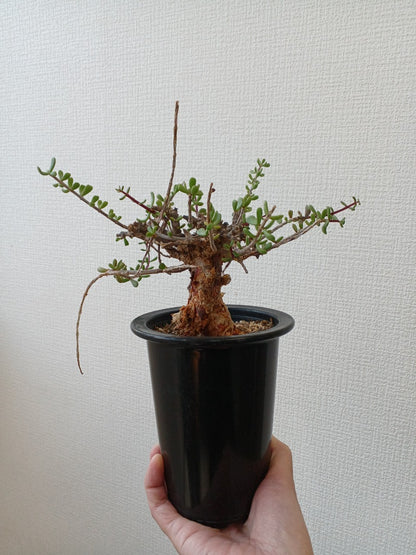 【C-009】Ceraria fruticosa（ケラリア フルチコーサ）