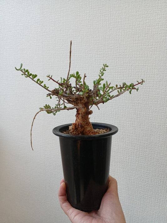【C-009】Ceraria fruticosa（ケラリア フルチコーサ）