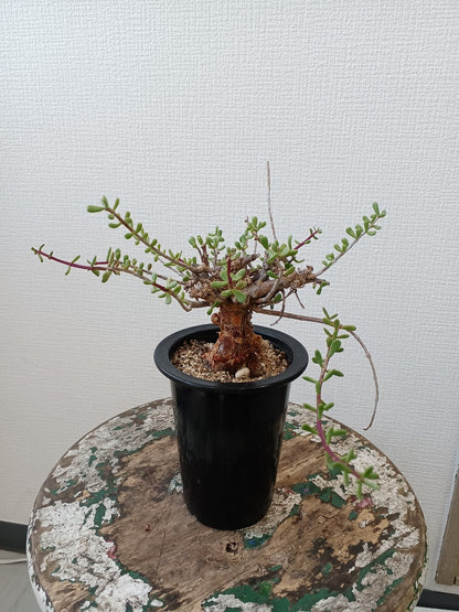 【C-009】Ceraria fruticosa（ケラリア フルチコーサ）