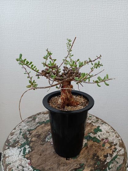 【C-009】Ceraria fruticosa（ケラリア フルチコーサ）