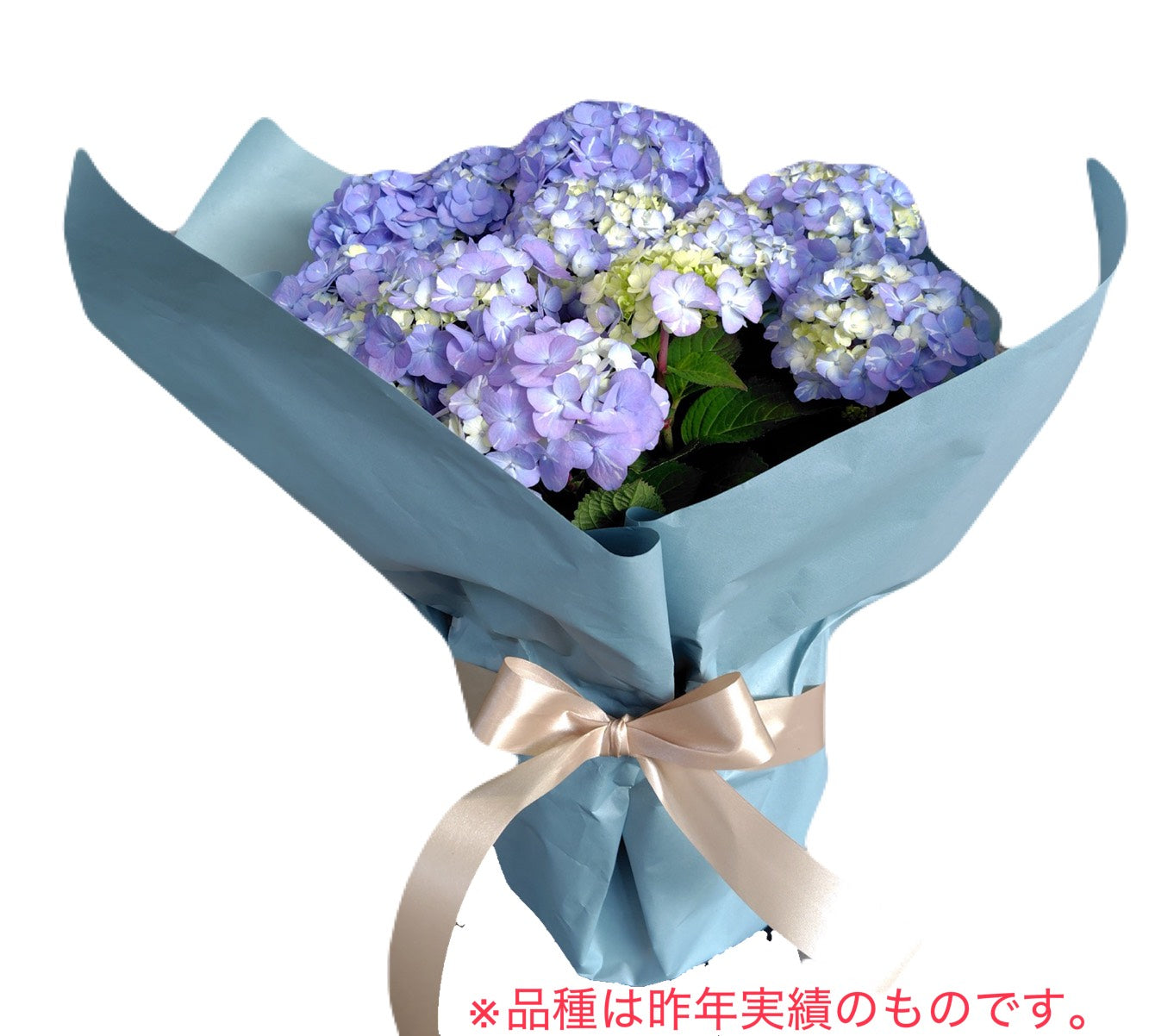 【上質な母の日ギフトに最適】アジサイ(送料込み・母の日メッセージカード付)