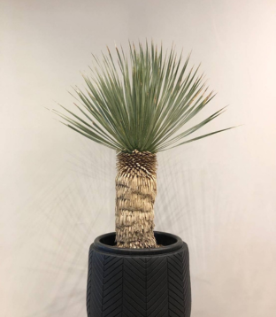 観葉植物
