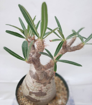 多肉植物（codex）