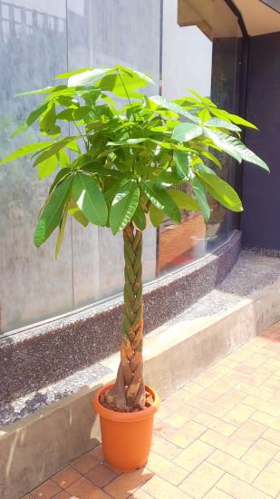 【K-002】パキラ(10寸)（福岡市内配送限定！）