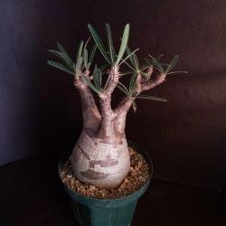 【C-005】Pachypodium gracillius(パキポディウム グラキリス）