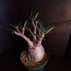 【C-005】Pachypodium gracillius(パキポディウム グラキリス）