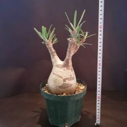 【C-005】Pachypodium gracillius(パキポディウム グラキリス）