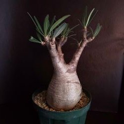 【C-005】Pachypodium gracillius(パキポディウム グラキリス）