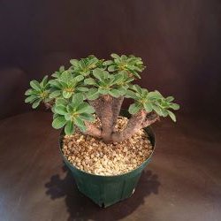 Euphorbia guillauminiana（ユーフォルビア ギラウミニアーナ）【C-004】