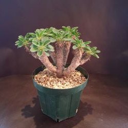 【C-004】Euphorbia guillauminiana（ユーフォルビア ギラウミニアーナ）