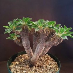 【C-004】Euphorbia guillauminiana（ユーフォルビア ギラウミニアーナ）