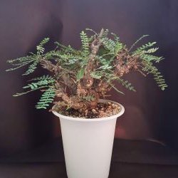 【C-002】Boswellia neglecta（ボスウェリア ネグレクタ）