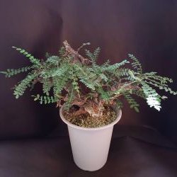 【C-002】Boswellia neglecta（ボスウェリア ネグレクタ）