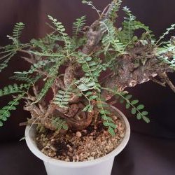 【C-002】Boswellia neglecta（ボスウェリア ネグレクタ）