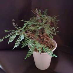 【C-002】Boswellia neglecta（ボスウェリア ネグレクタ）