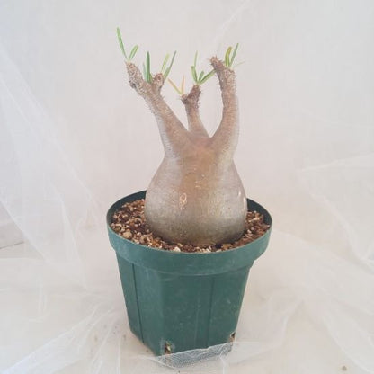 【C-006】Pachypodium gracillius(パキポディウム グラキリス）