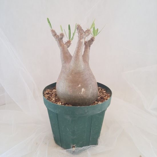 【C-006】Pachypodium gracillius(パキポディウム グラキリス）
