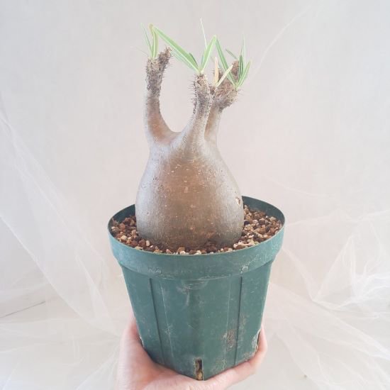 【C-006】Pachypodium gracillius(パキポディウム グラキリス）