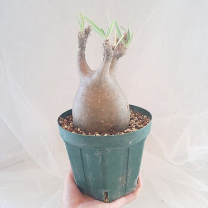 【C-006】Pachypodium gracillius(パキポディウム グラキリス）